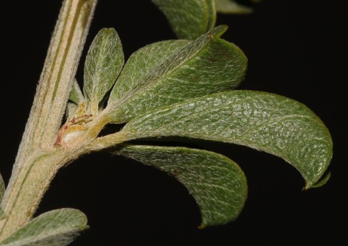 Image of Psoralea arborescens by (c) Brian du Preez, some rights reserved (CC BY-SA)