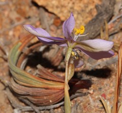 Moraea monticola