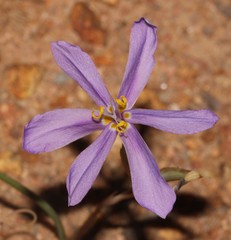 Moraea monticola