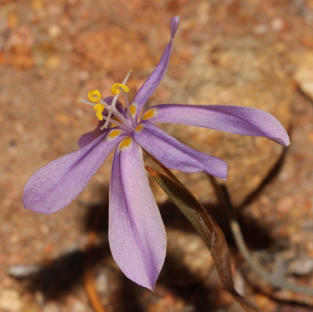 Moraea monticola