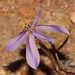 Moraea monticola - Photo (c) Brian du Preez,  זכויות יוצרים חלקיות (CC BY-SA)