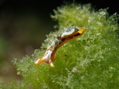 Thuridilla kathae