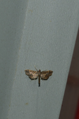 Hydriris