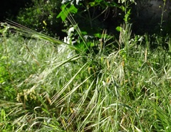 Bromus diandrus