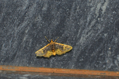 Noctuelia dichroalis