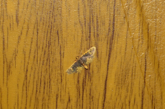 Noctuelia dichroalis