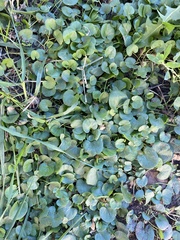 Dichondra micrantha