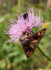 Nyssocnemis eversmanni