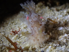 Plocamopherus ceylonicus