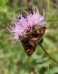 Nyssocnemis eversmanni