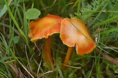 Hygrocybe insipida