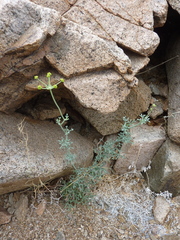 Eremocharis fruticosa