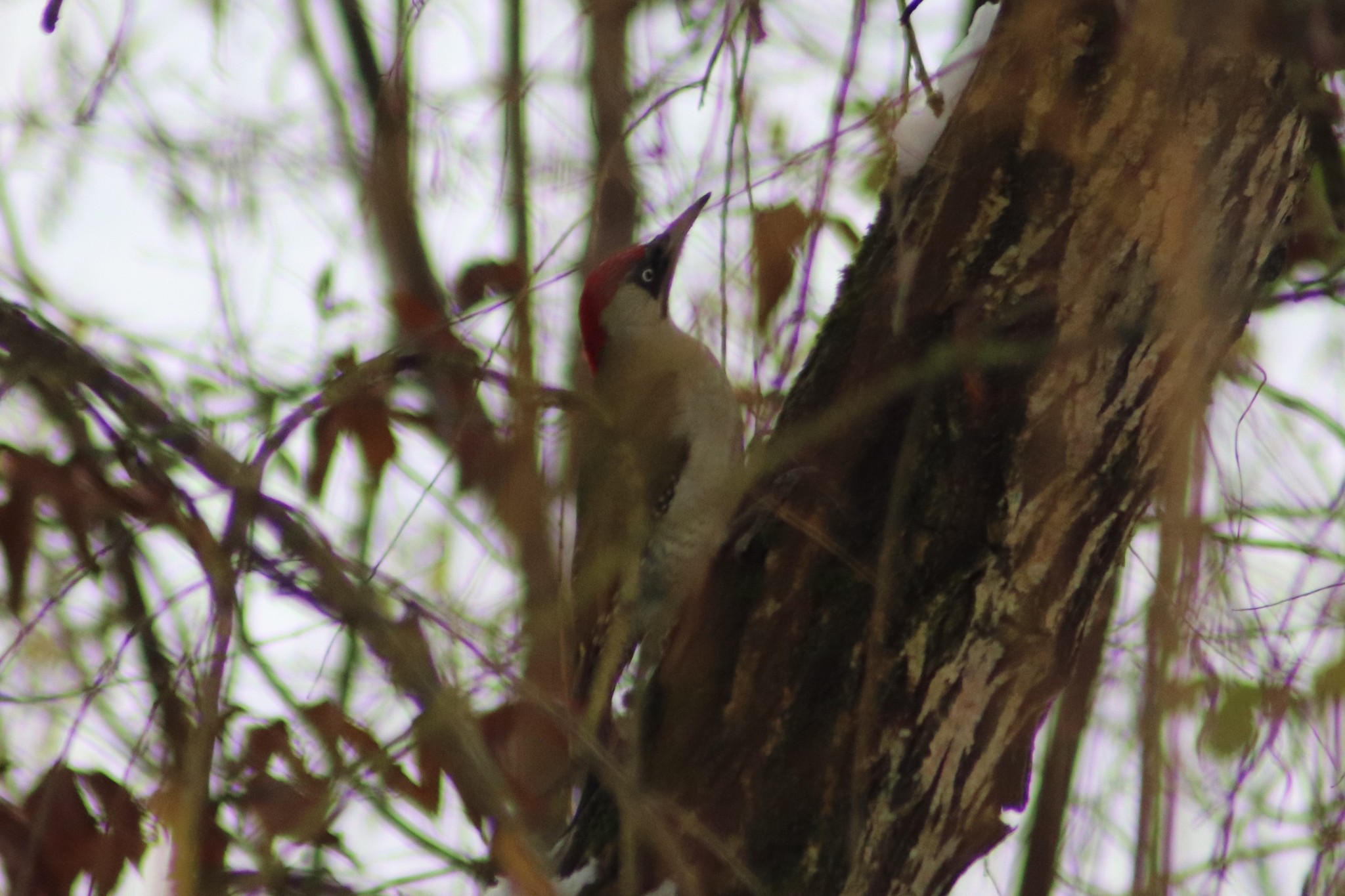 European Green Woodpecker