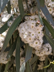 Eucalyptus amygdalina