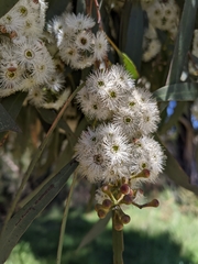 Eucalyptus amygdalina