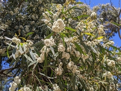Eucalyptus amygdalina