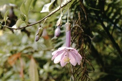Passiflora cumbalensis