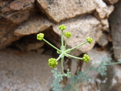 Eremocharis fruticosa