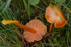 Hygrocybe insipida