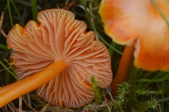 Hygrocybe insipida