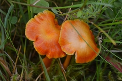 Hygrocybe insipida