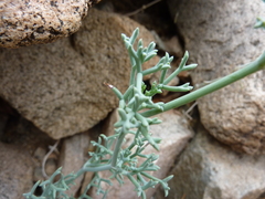 Eremocharis fruticosa