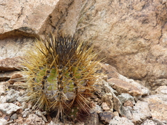 Copiapoa rupestris