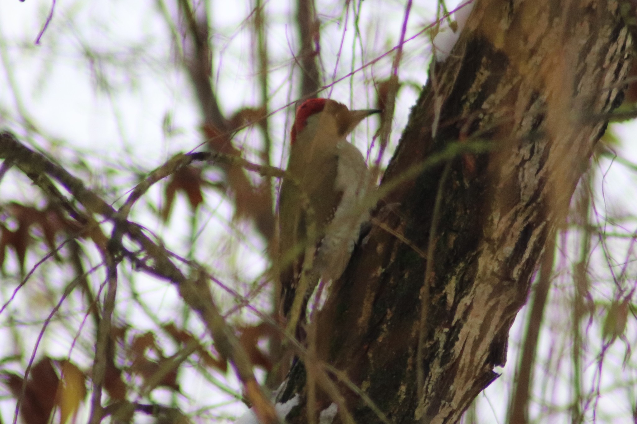European Green Woodpecker