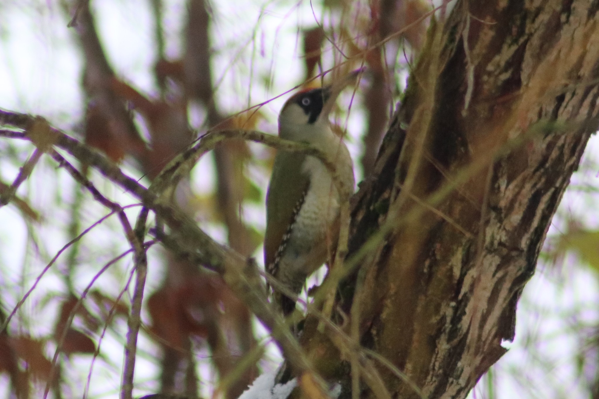 European Green Woodpecker
