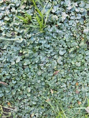 Dichondra micrantha