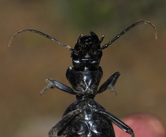 Anthia maxillosa
