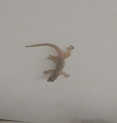 Hemidactylus platyurus