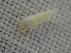 Zygina nivea