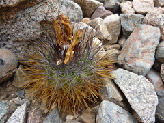 Copiapoa rupestris