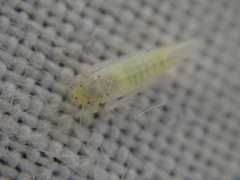 Zygina nivea