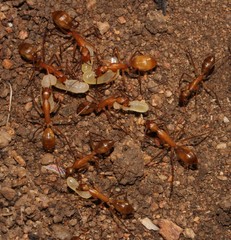 Camponotus cuneiscapus