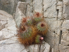 Copiapoa rupestris