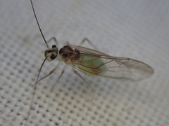 Stenopsocus immaculatus