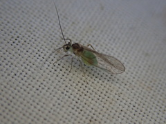 Stenopsocus immaculatus