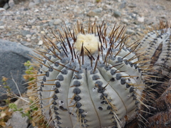 Copiapoa cinerea