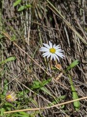 Brachyscome graminea