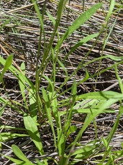 Brachyscome graminea