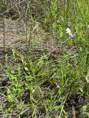 Brachyscome graminea