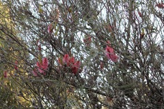Hakea bucculenta