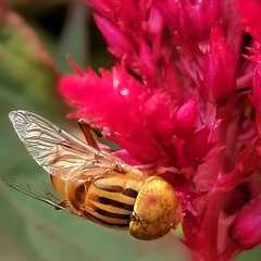 Eristalinus