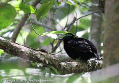 Philepitta castanea