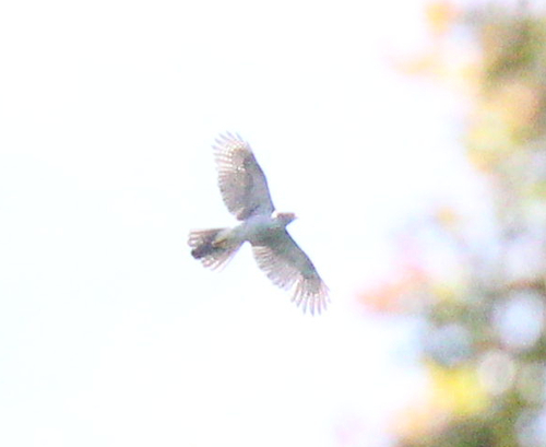 iNaturalist image