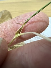 Austrostipa scabra falcata