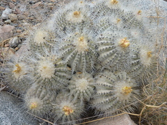 Copiapoa cinerea