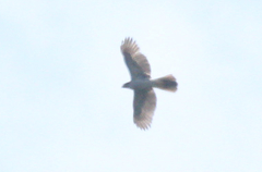 Accipiter henstii